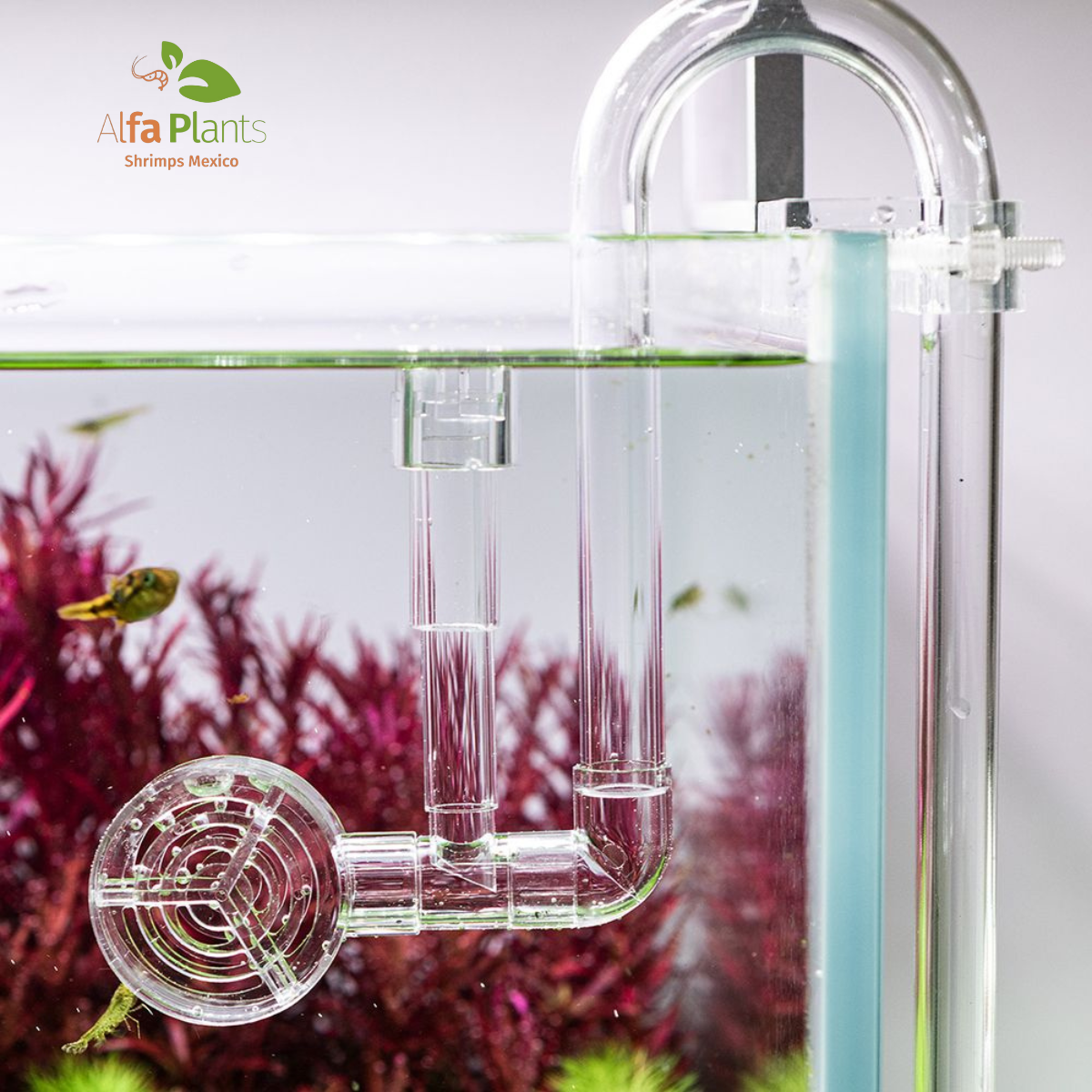 Neo Flow Premium Versión 2