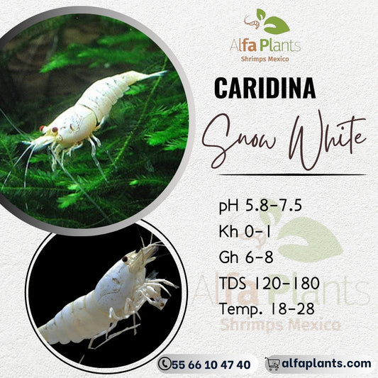 Caridina Snow White