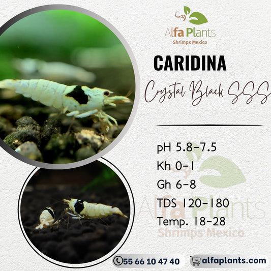 Caridina Crystal Black SSS