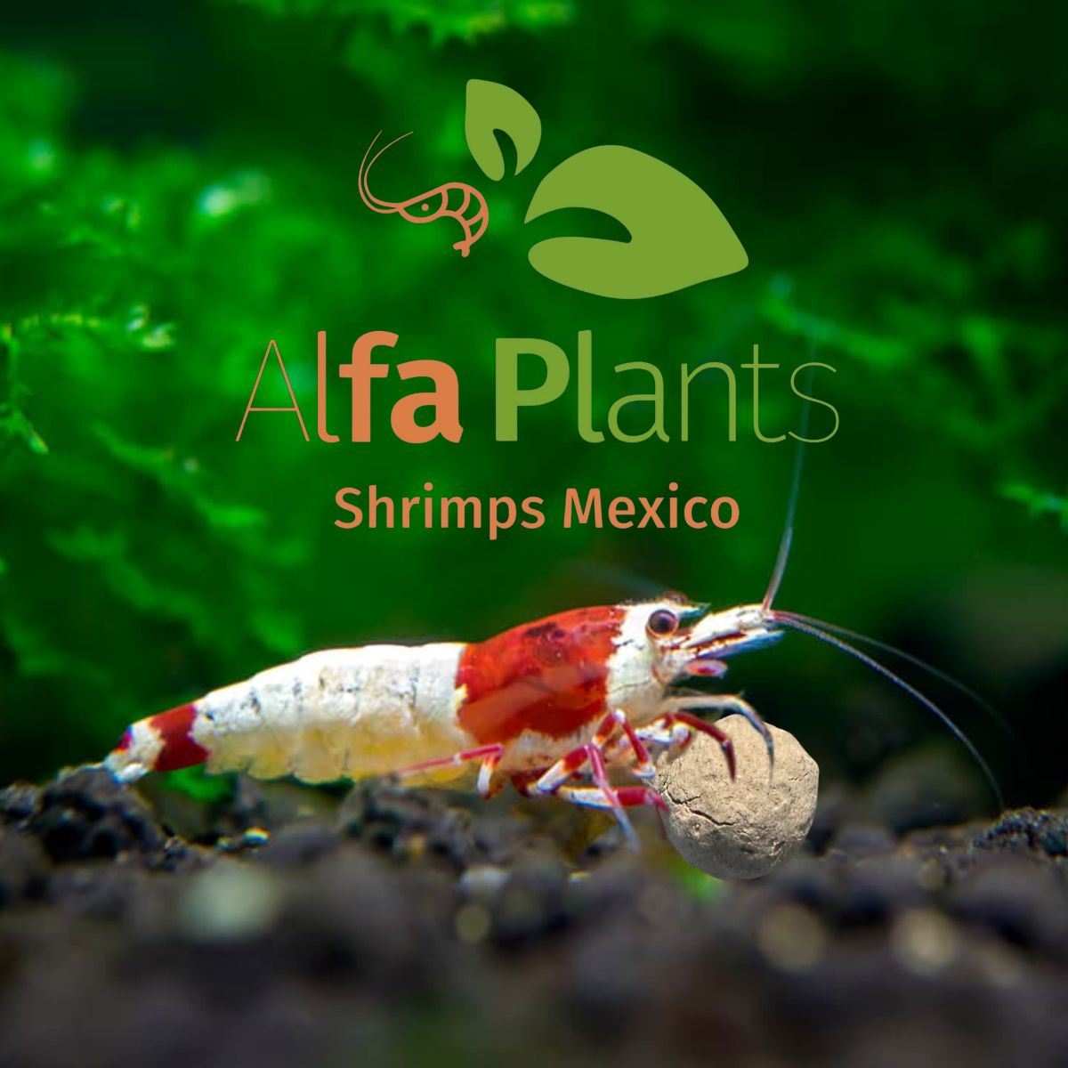 Mineral ball de Montmorillonita