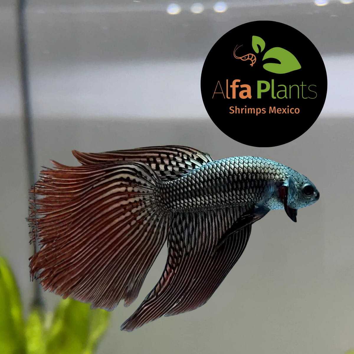 Pez Betta Half Moon Alien Macho