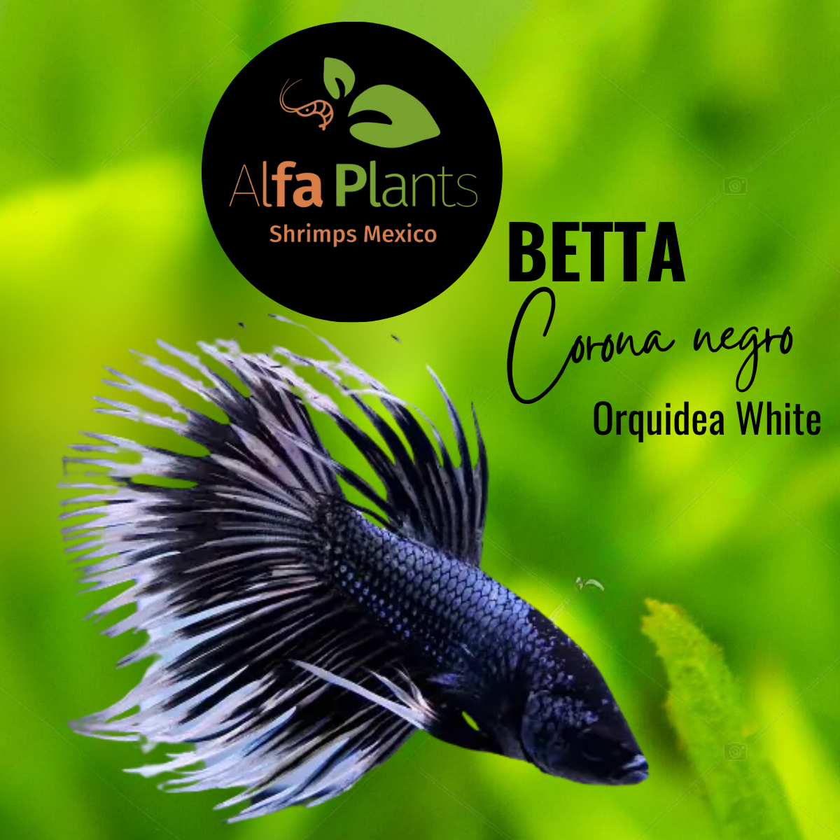 Pez Betta Corona Negro Orquídea White Macho