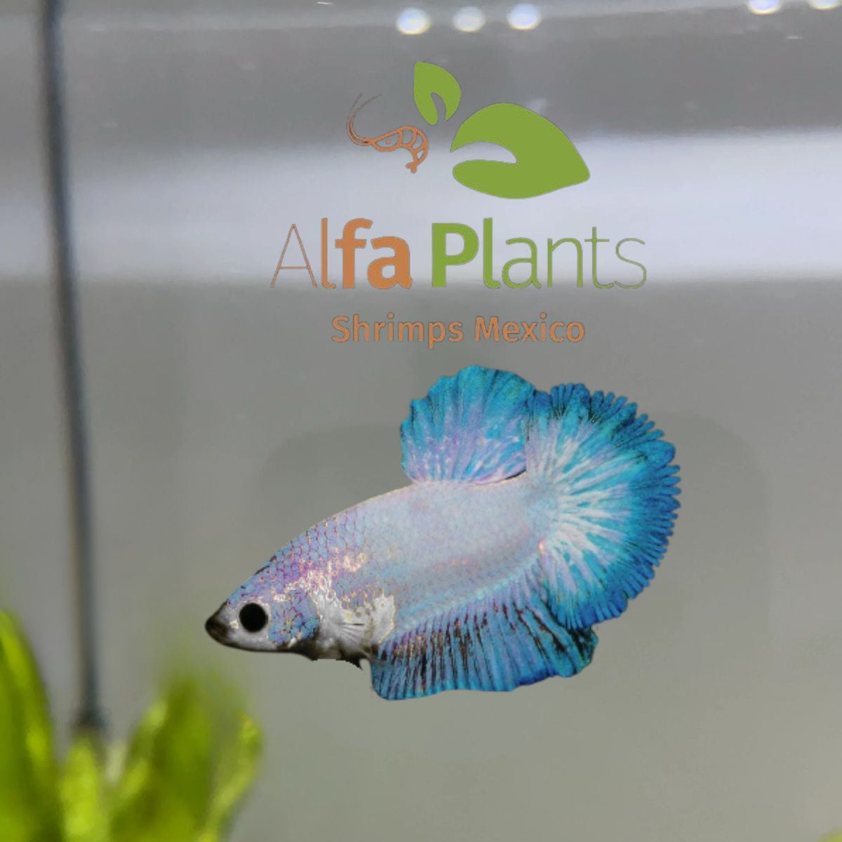 Pez Betta Half Moon Hembra