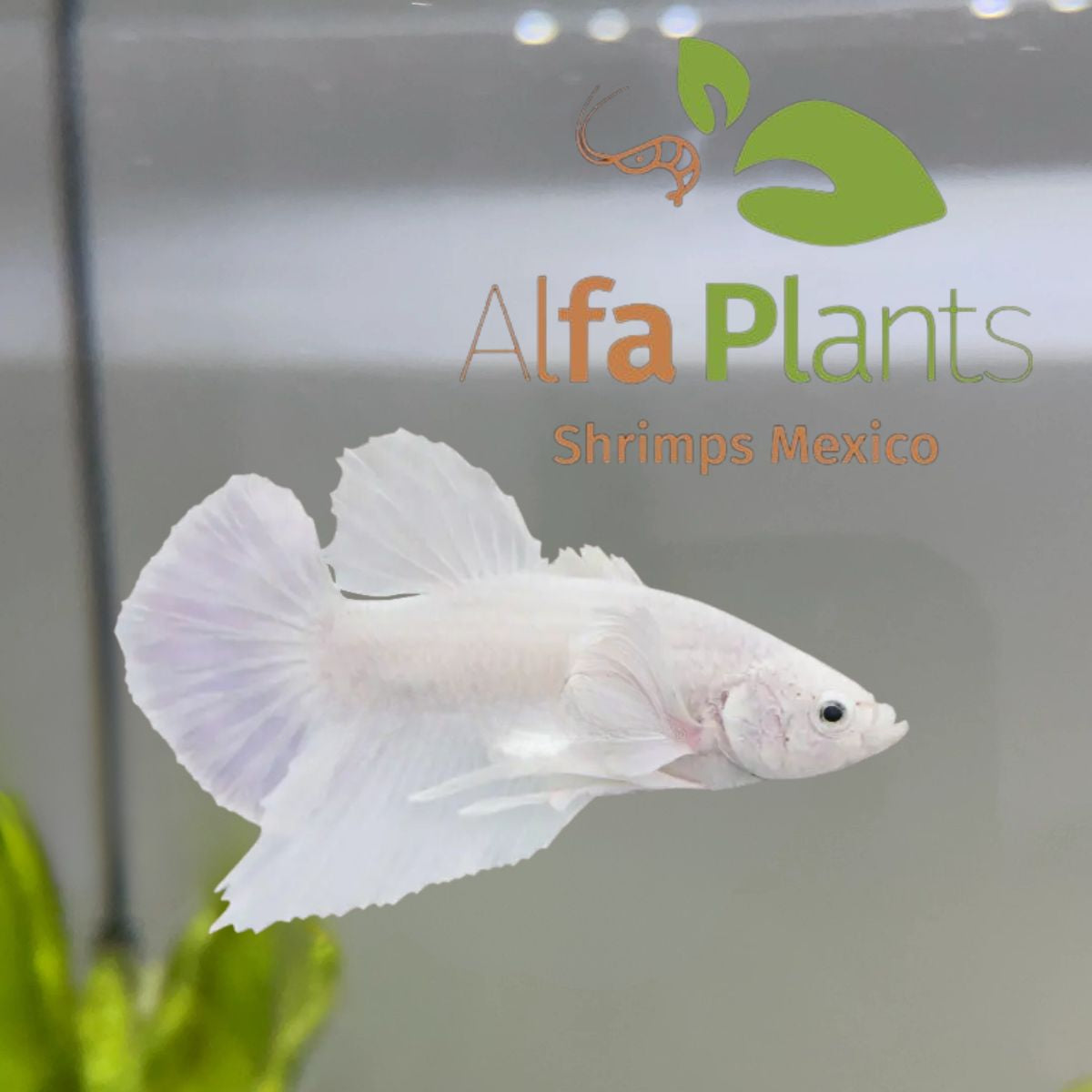 Pez Betta Half Moon Blanco hembra