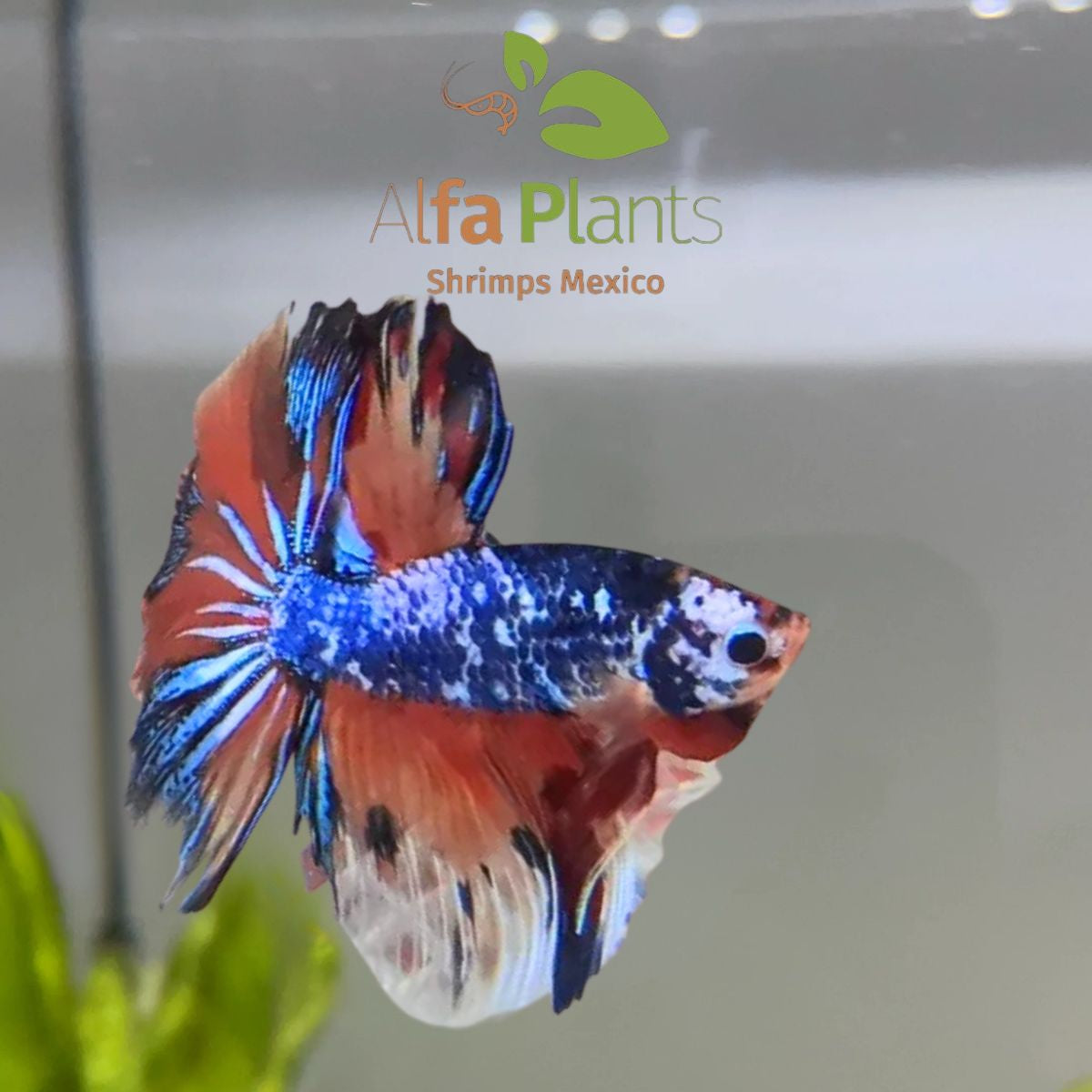 Pez Betta Half Moon Candy