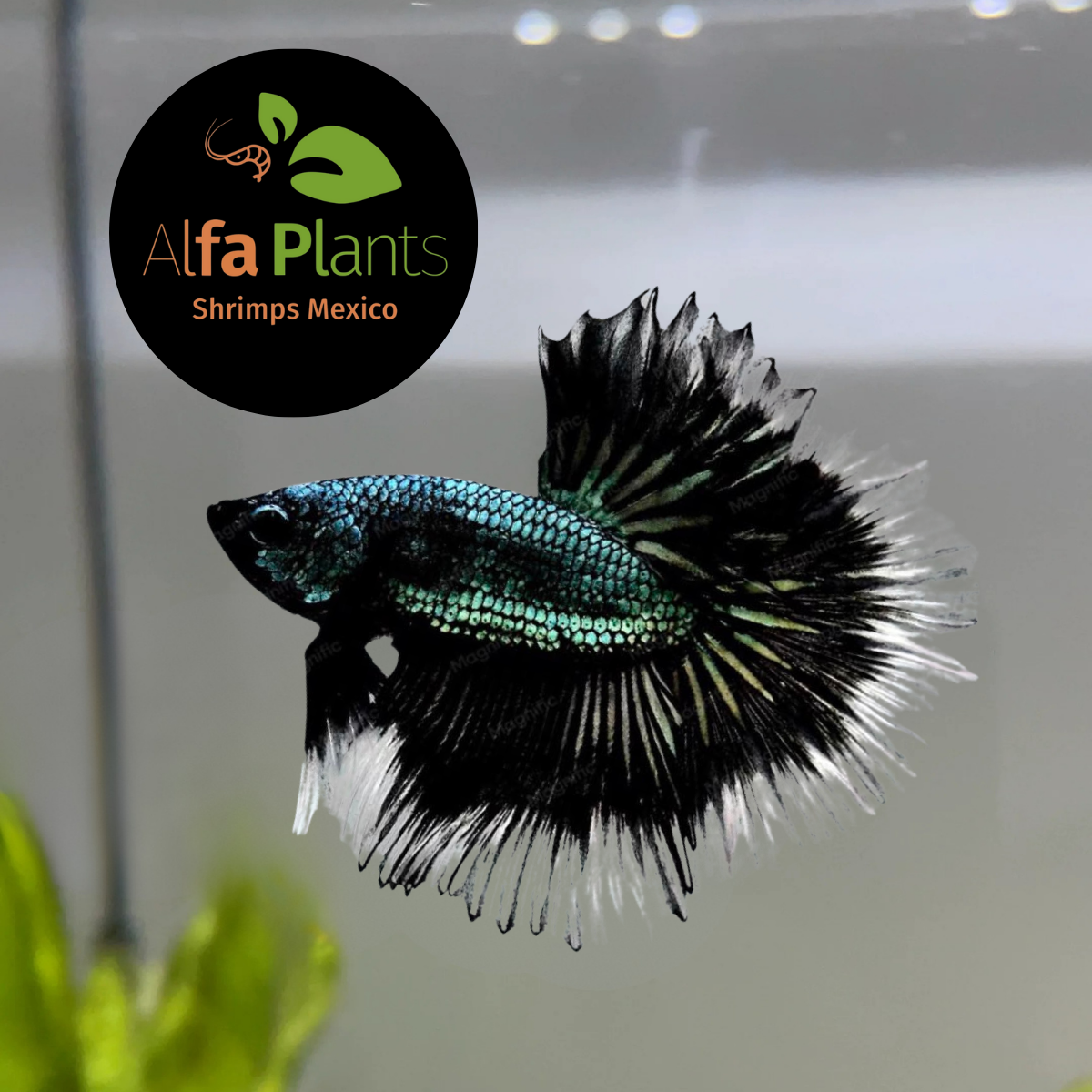 Pez Betta Half Moon Cooper OHM Macho