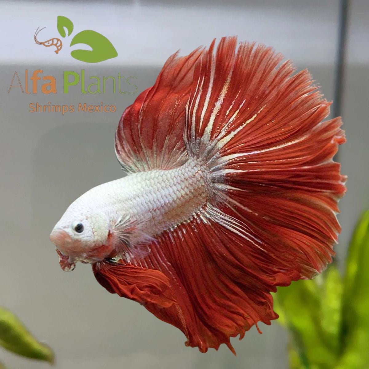 Pez Betta Half Moon Dragón