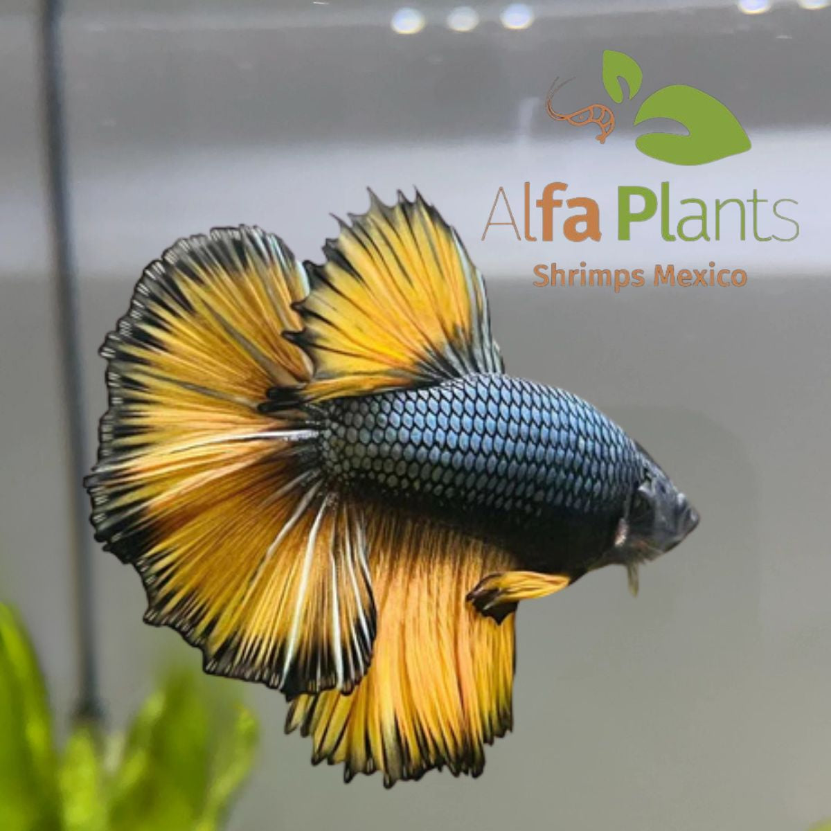 Pez Betta Half Moon Mustard Cooper