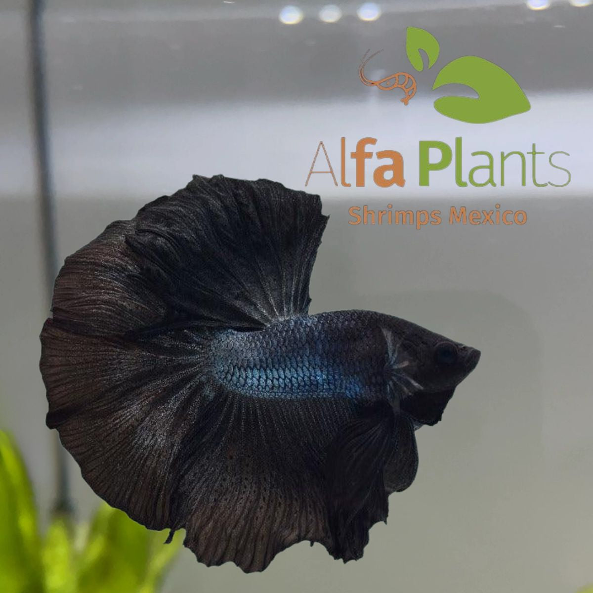 Pez Betta Half Moon Negro