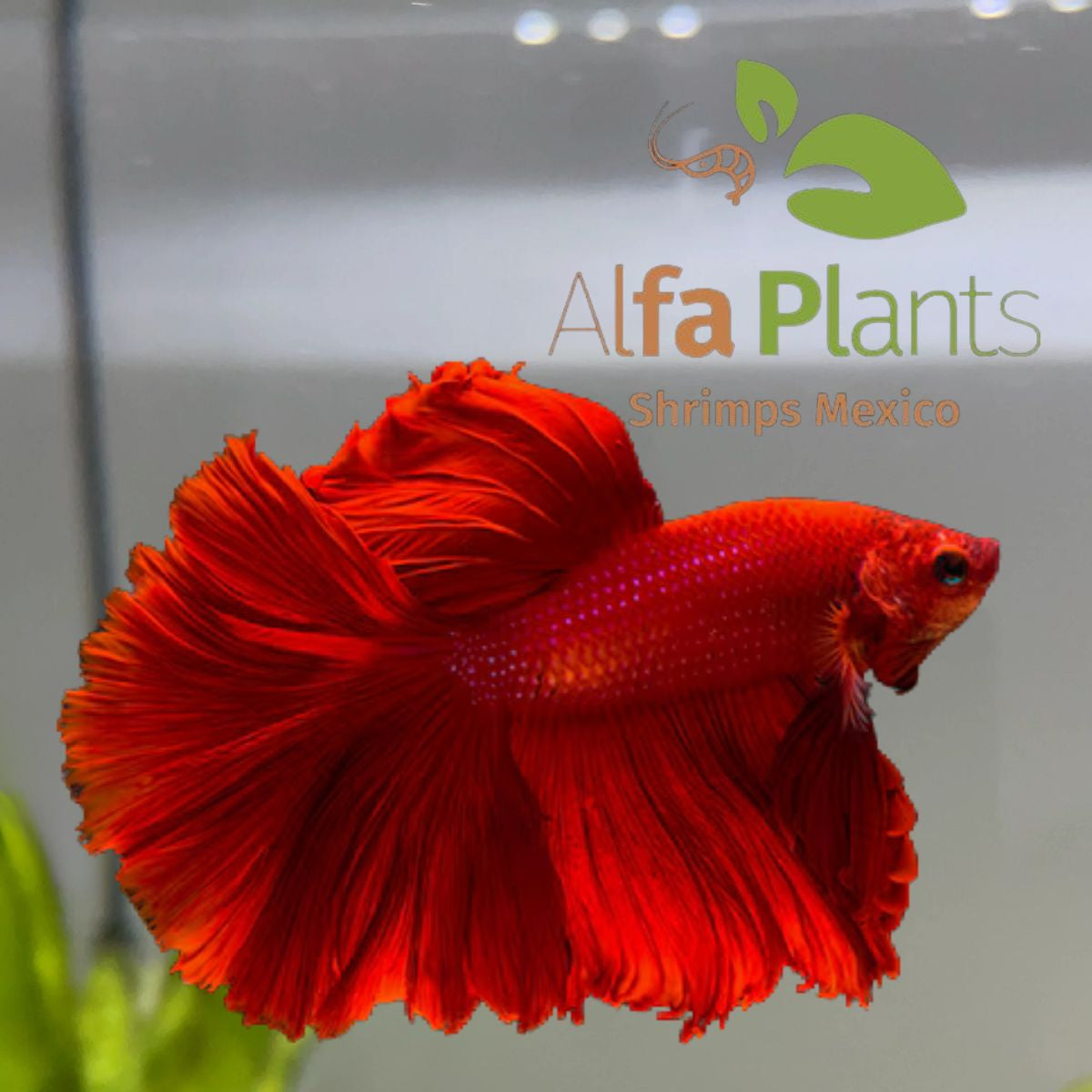 Pez Betta Half Moon Rojo