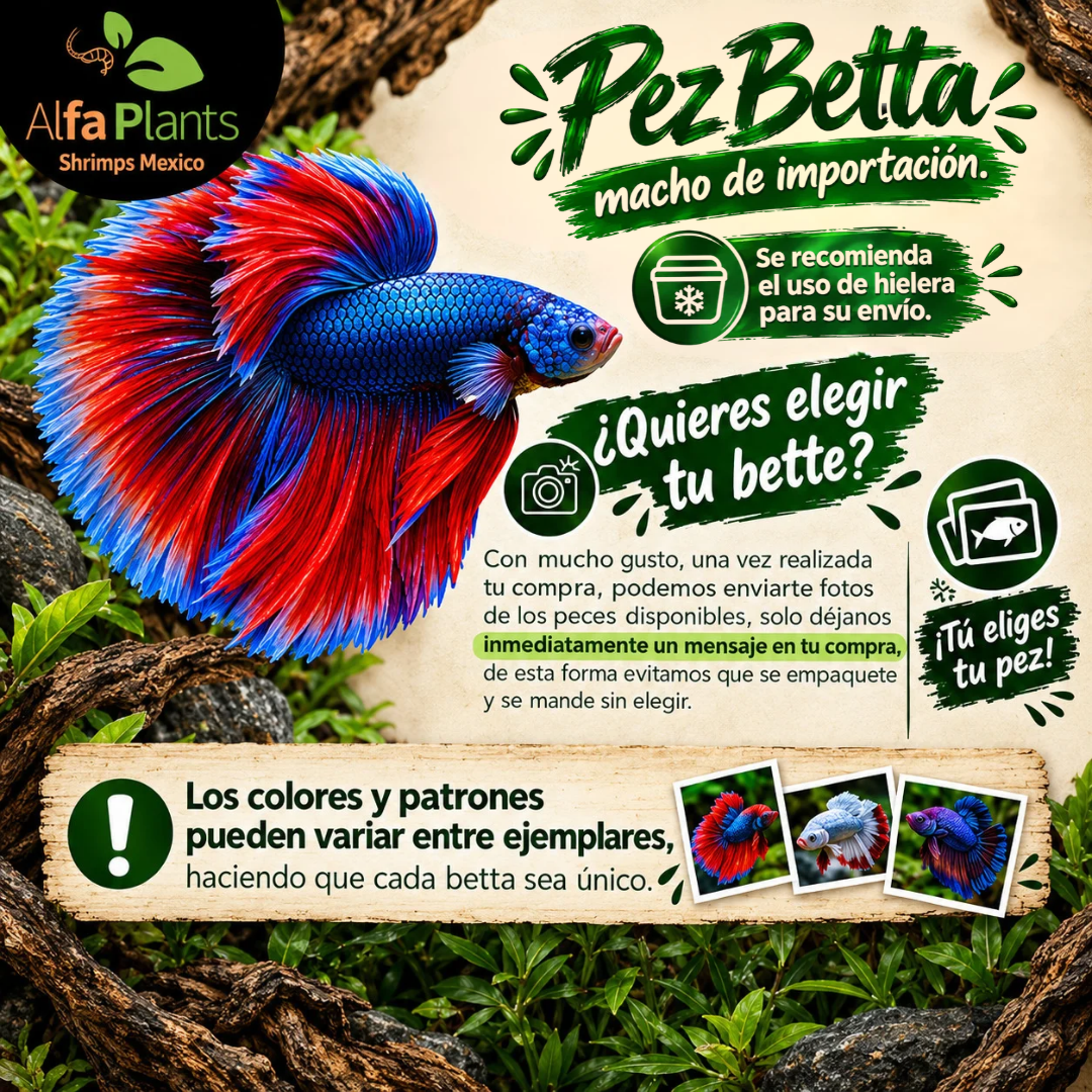 Pez Betta Half Moon Rainbow Macho