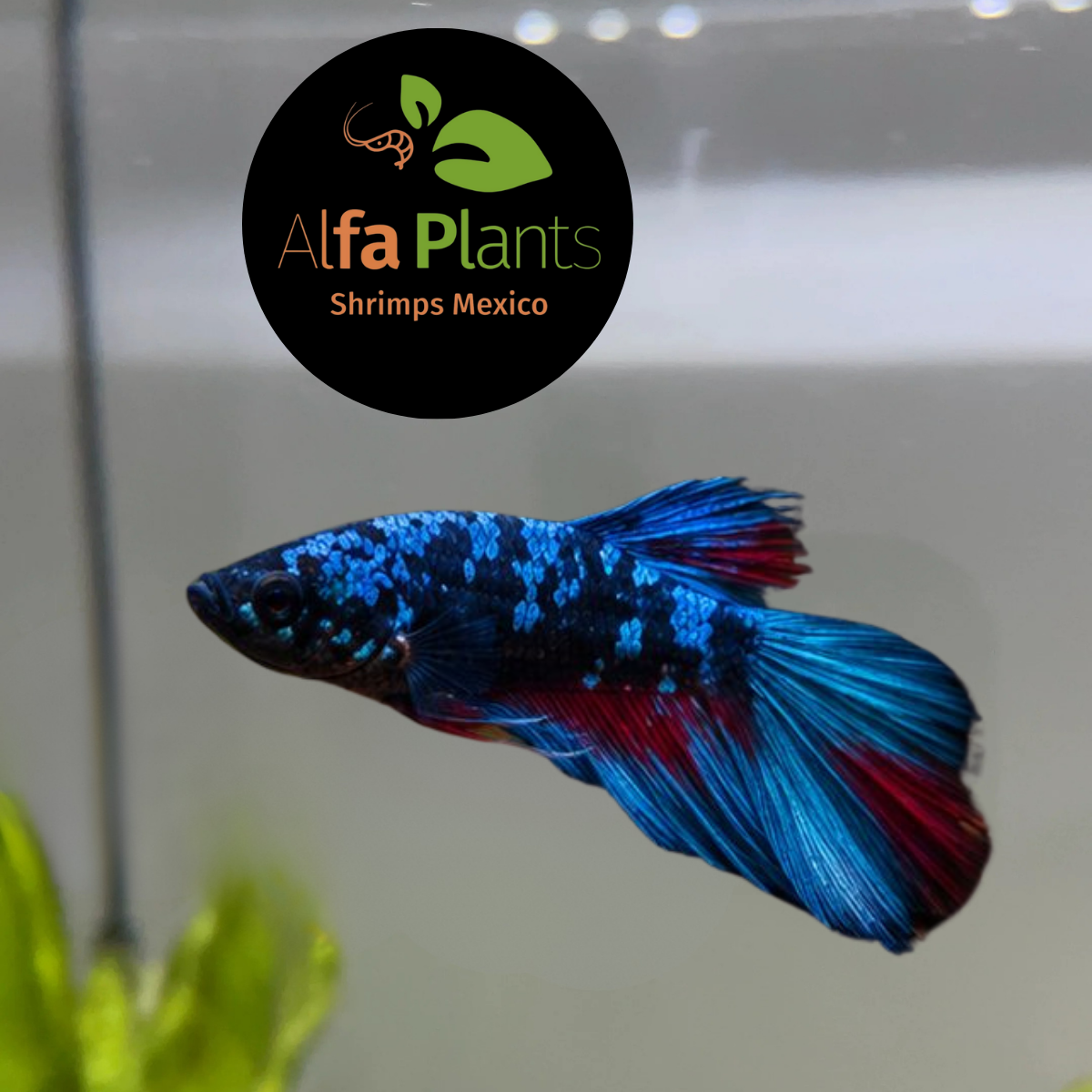 Pez Betta Plakat Star Nebula