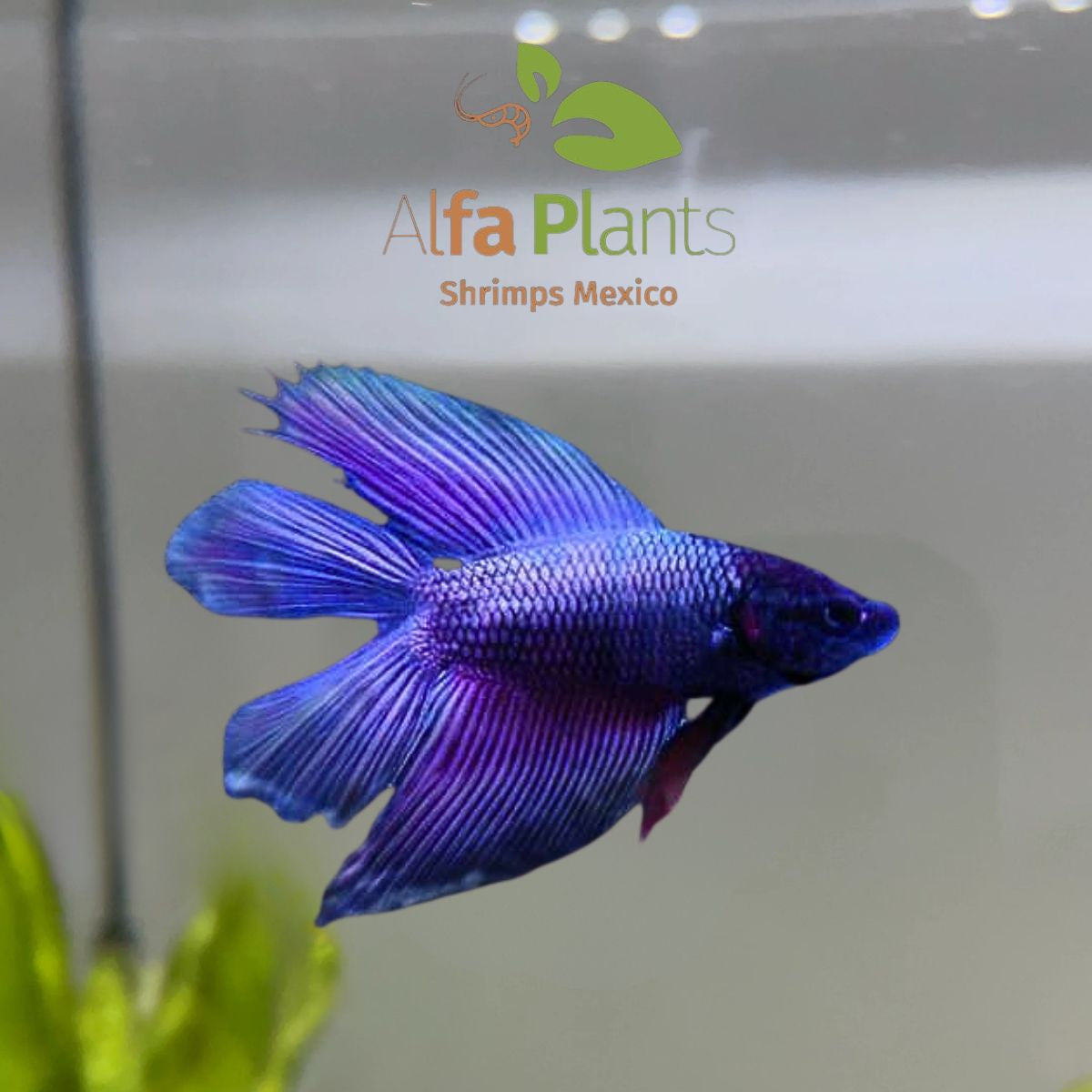 Pez Betta doble cola