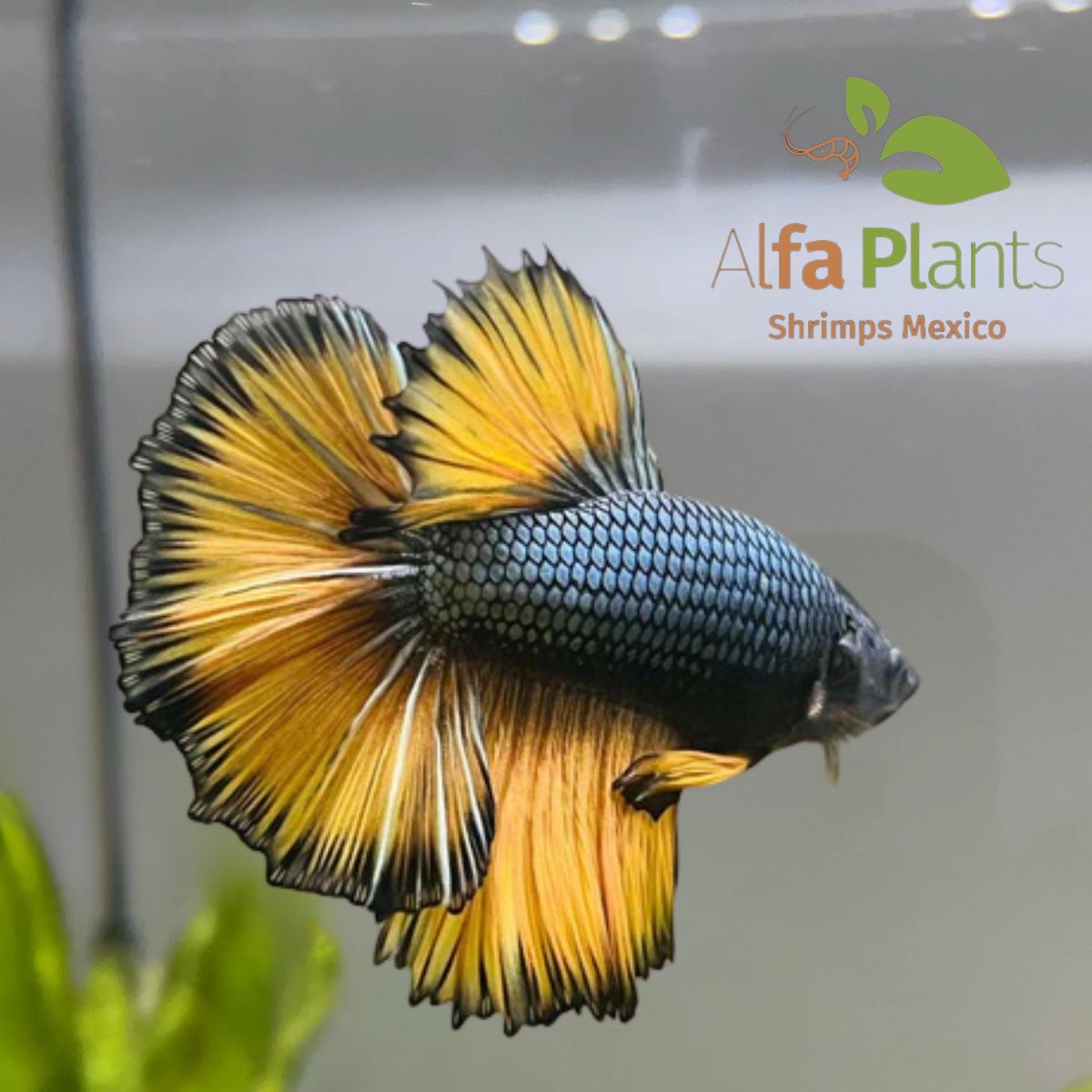 Pez Betta Mustard Cooper