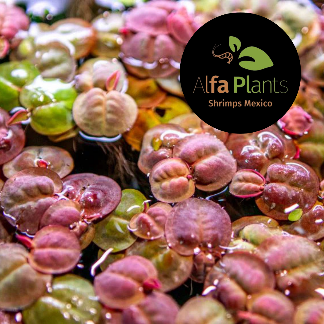 Phyllanthus Fluitans