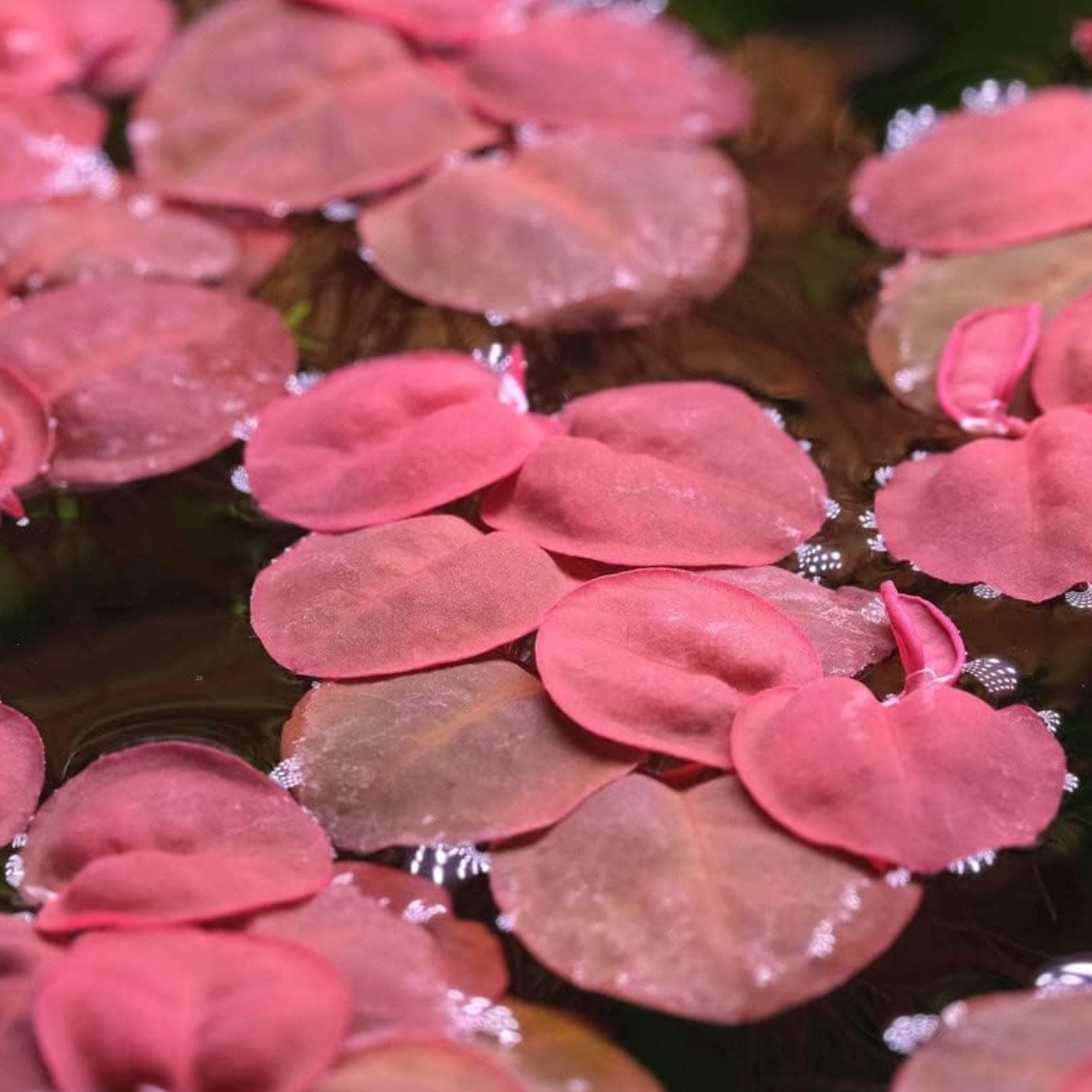Phyllanthus Fluitans