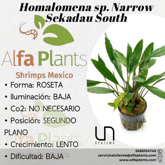 Homalomena sp. Narrow Sekadau South