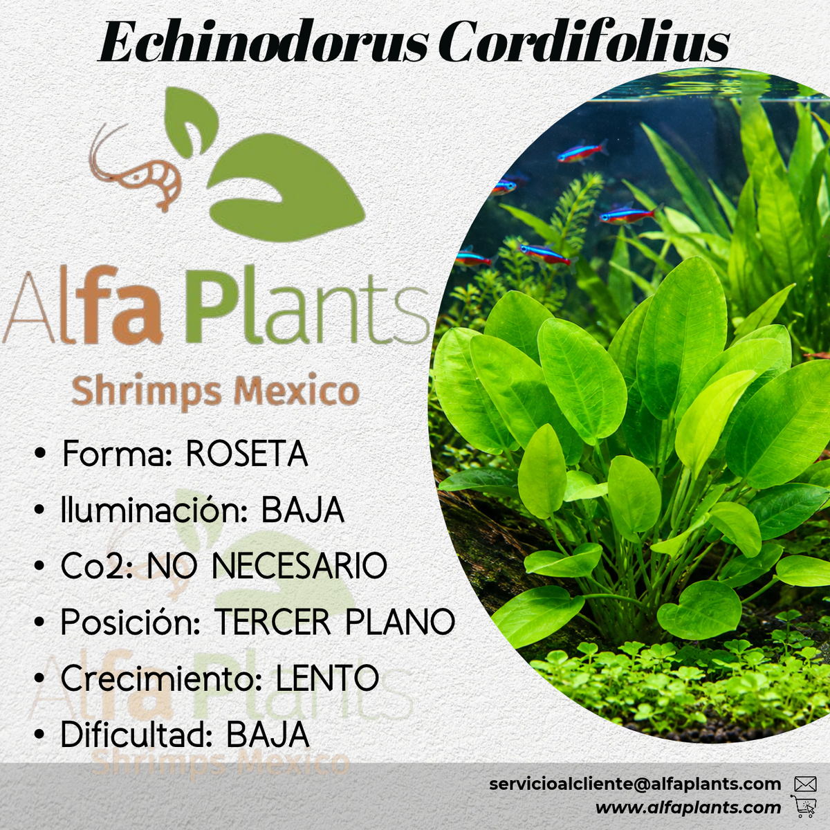 Echinodorus Cordifolius