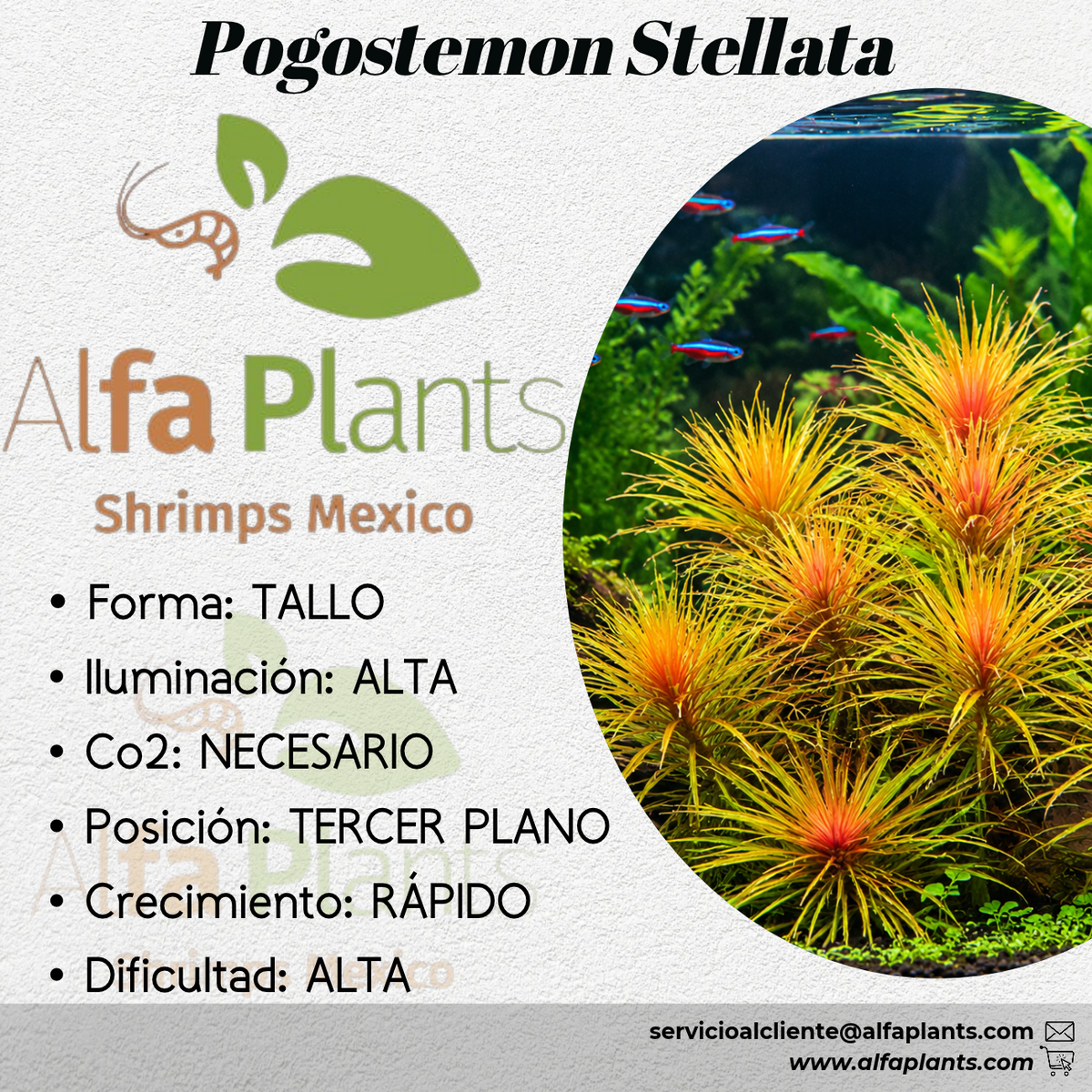 Pogostemon Stellata
