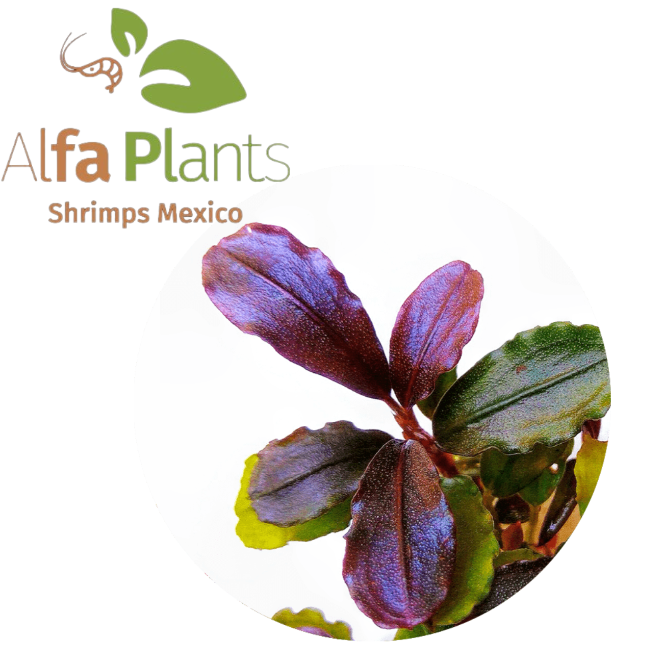 Bucephalandra Super Red