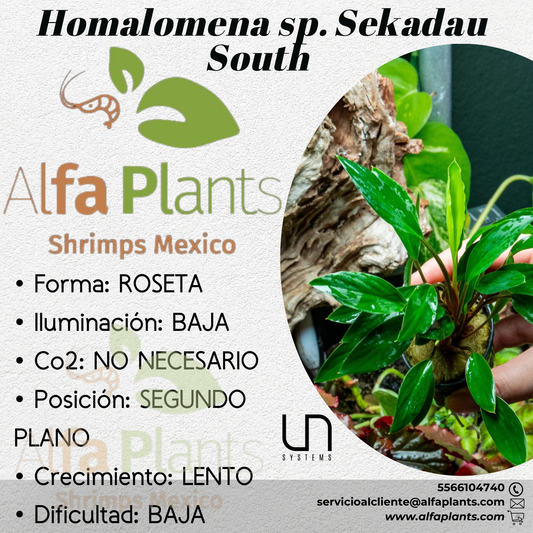 Homalomena sp. Sekadau South