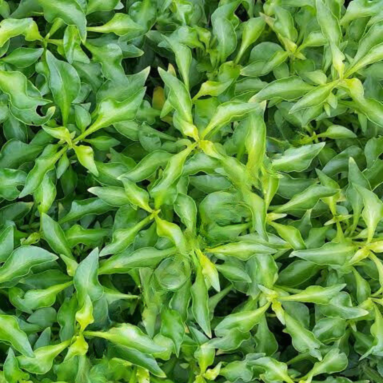 Alternanthera Bettzickiana Green