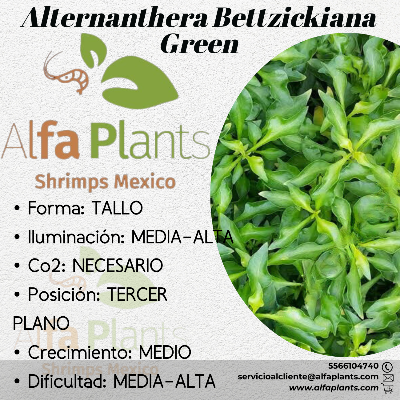 Alternanthera Bettzickiana Green