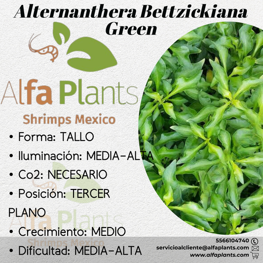 Alternanthera Bettzickiana Green