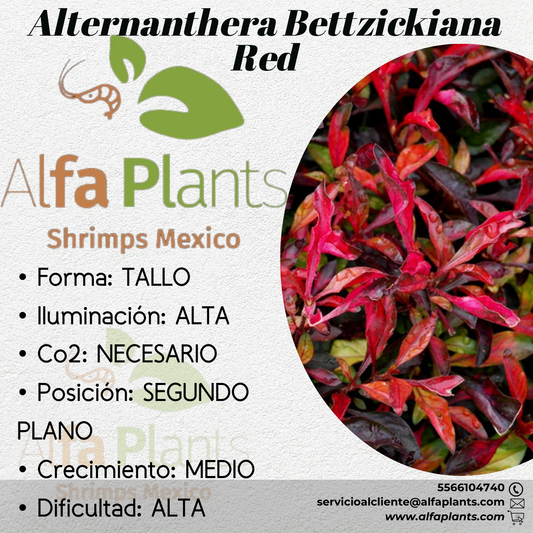 Alternanthera Bettzickiana Red