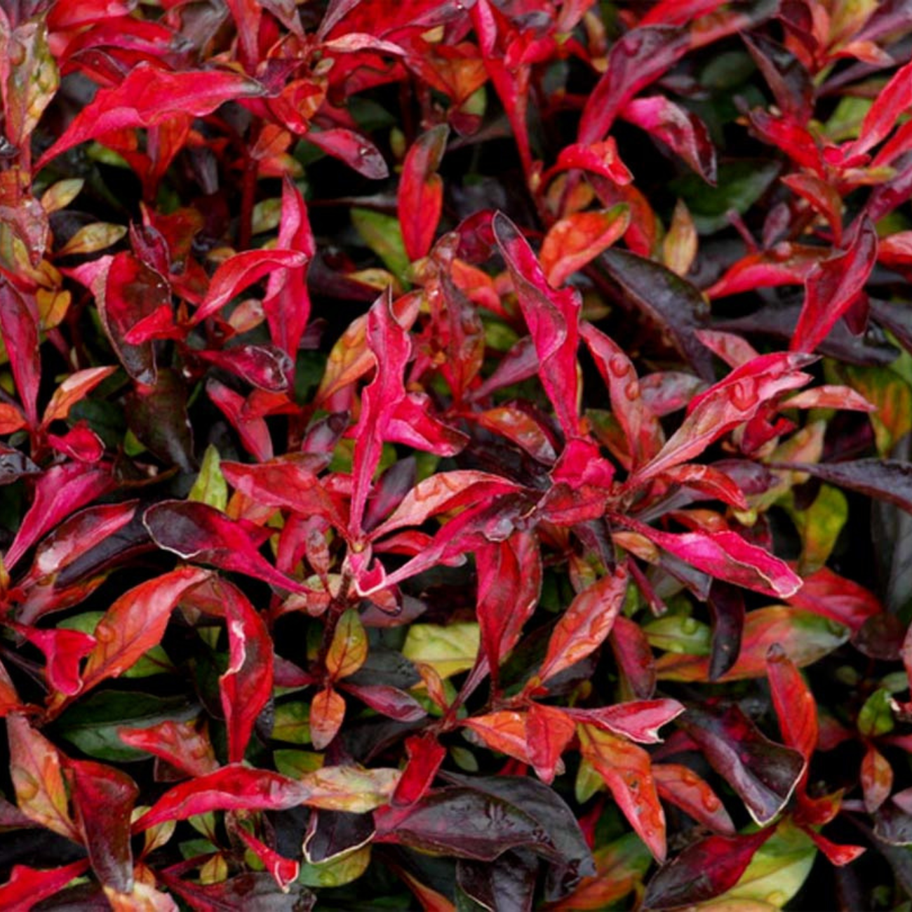 Alternanthera Bettzickiana Red