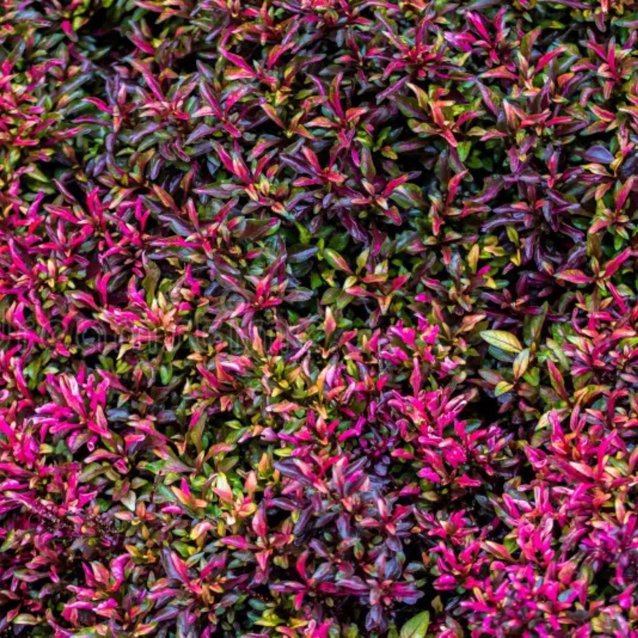 Alternanthera Bettzickiana Red