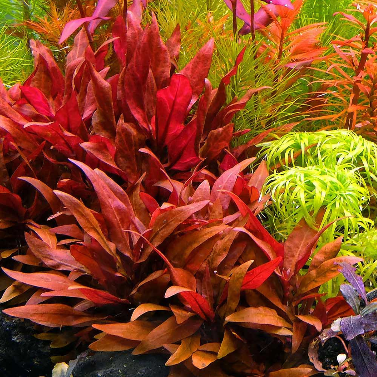 Alternanthera Reineckii sp. Mini