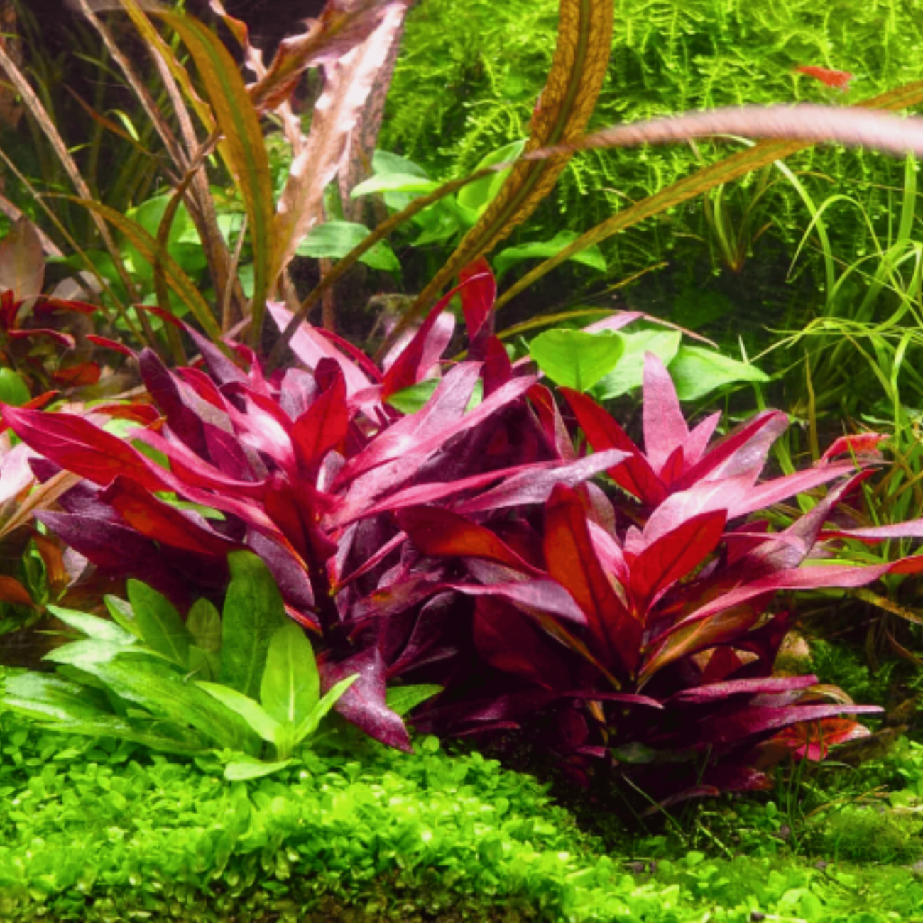 Alternanthera Reineckii sp. Mini