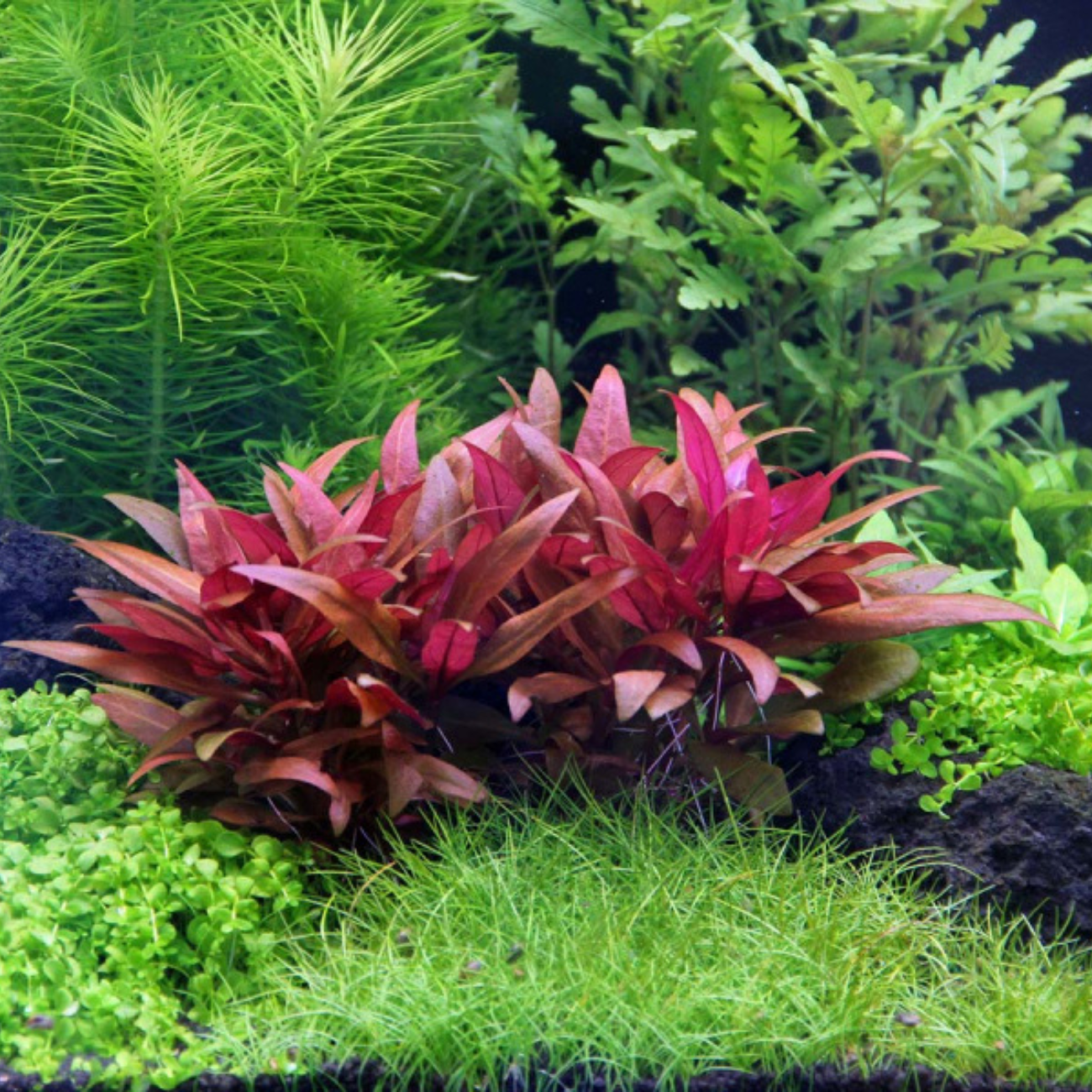 Alternanthera Reineckii sp. Mini