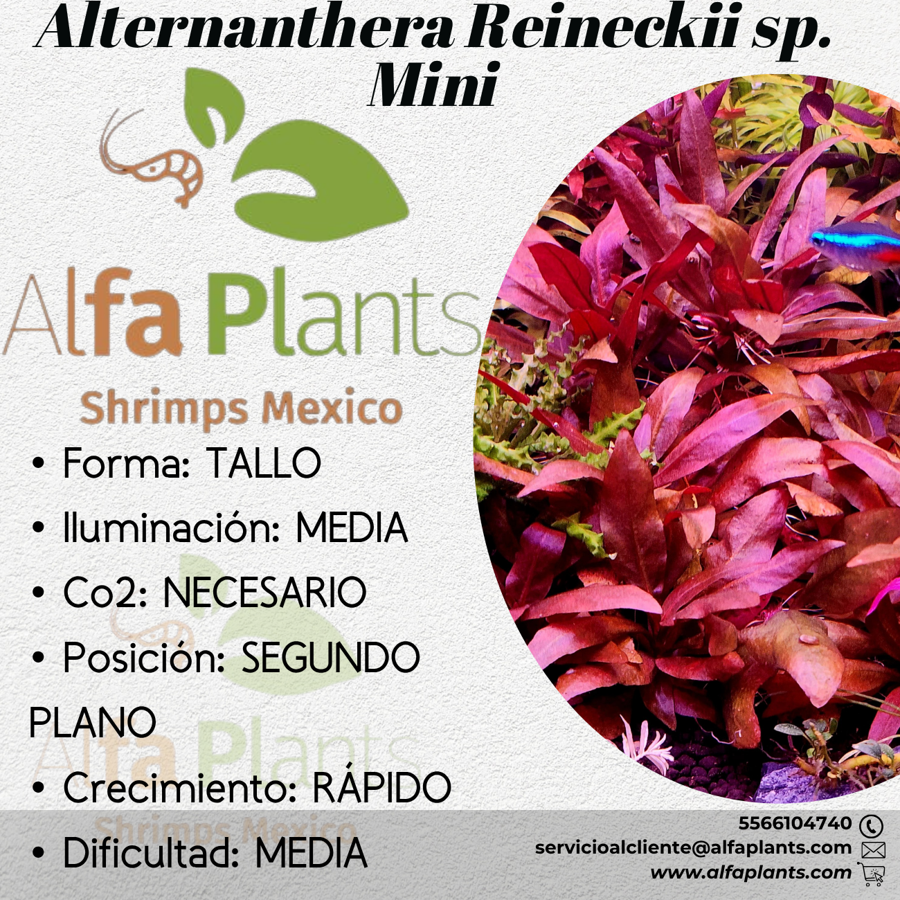 Alternanthera Reineckii sp. Mini