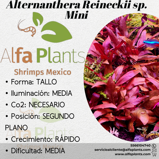 Alternanthera Reineckii sp. Mini