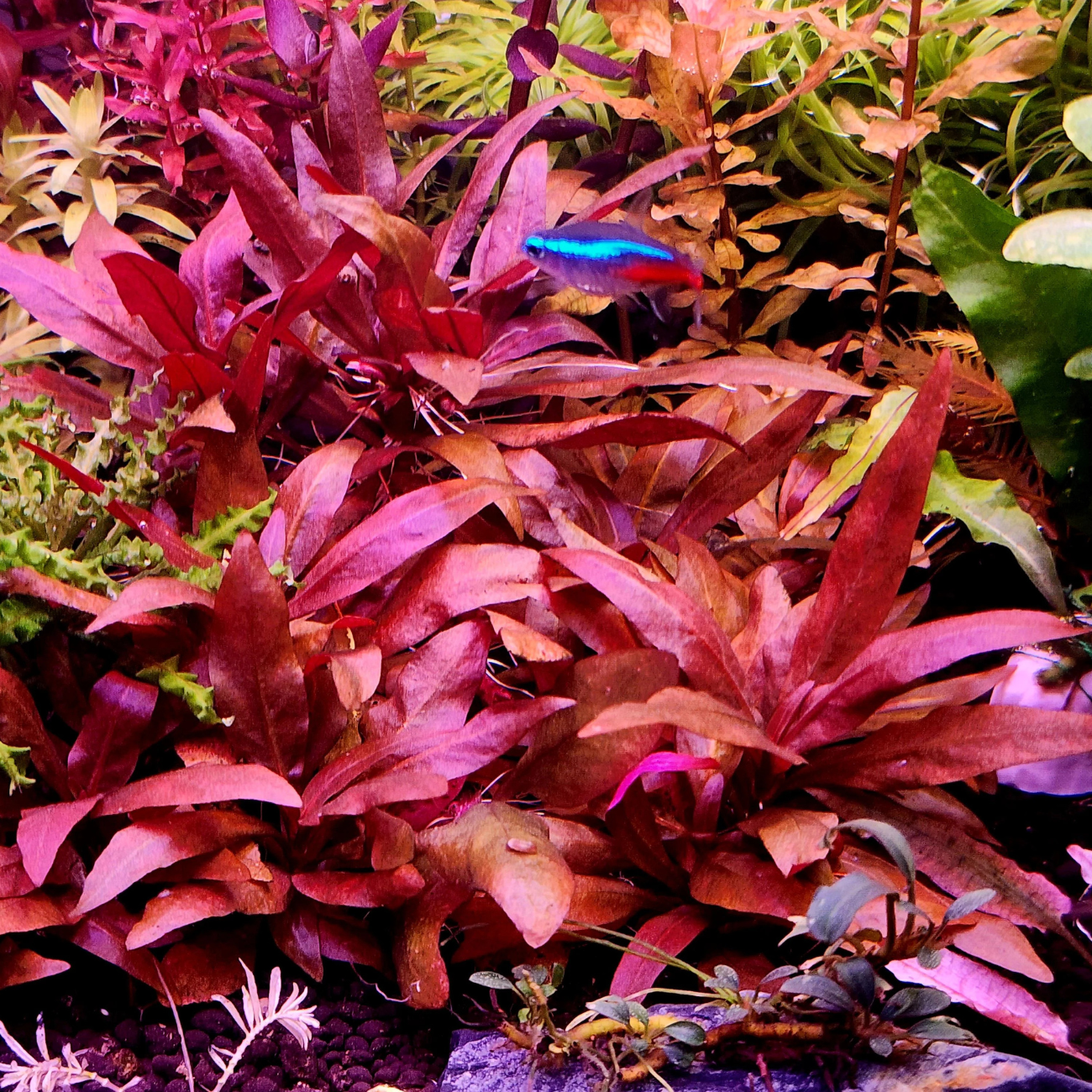 Alternanthera Reineckii sp. Mini