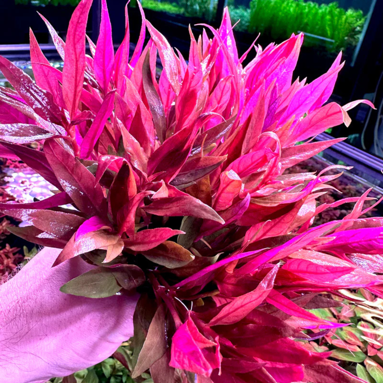 Alternanthera Reineckii var. Purple