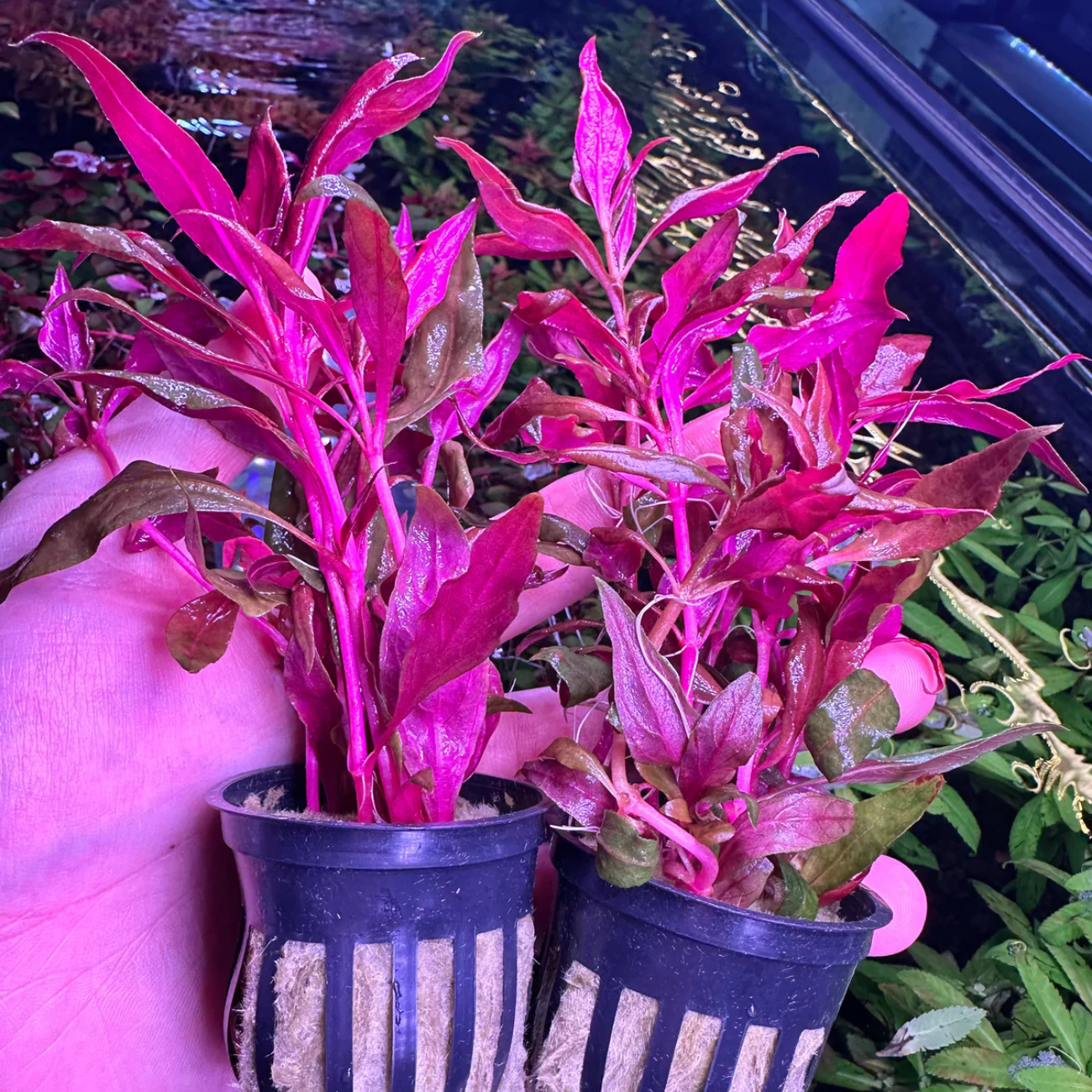 Alternanthera Reineckii var. Purple