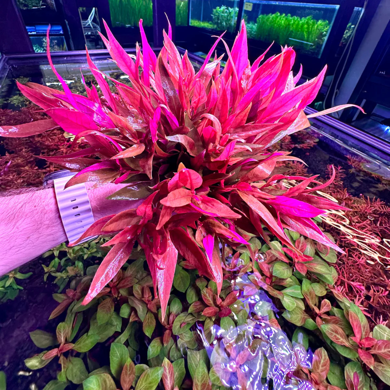 Alternanthera Reineckii var. Purple