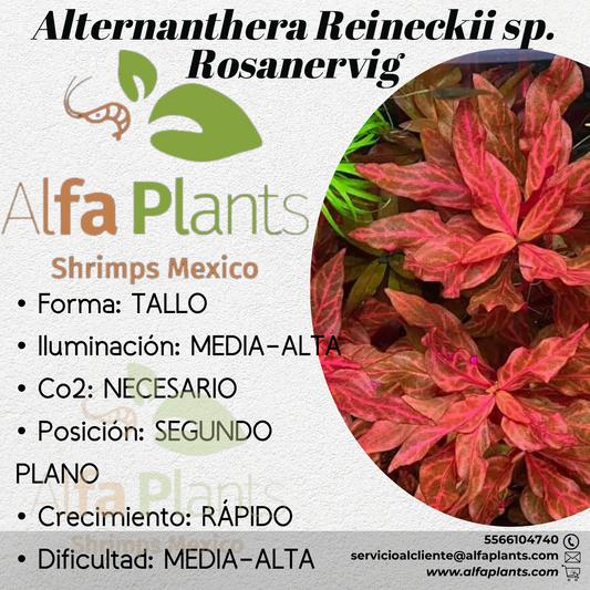 Alternanthera Reineckii sp. Rosanervig