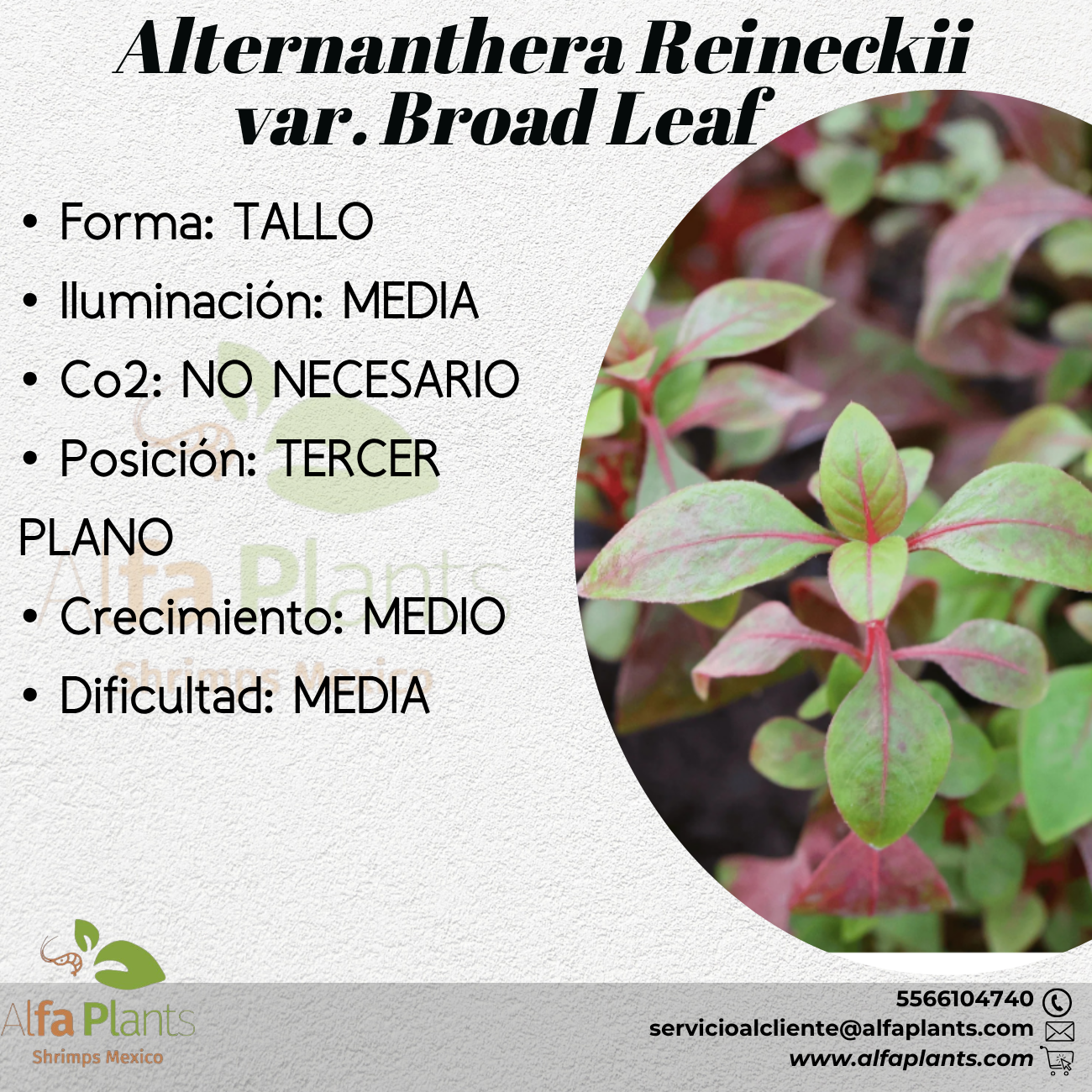 Alternanthera Reineckii var. Broad Leaf