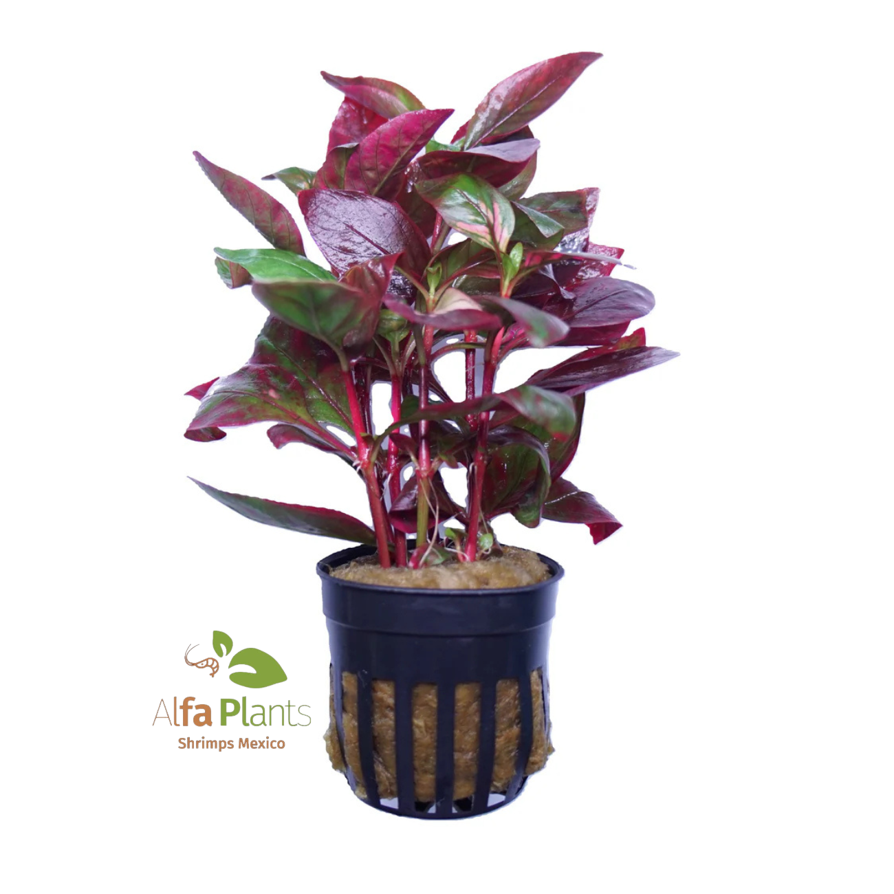 Alternanthera Reineckii var. Broad Leaf