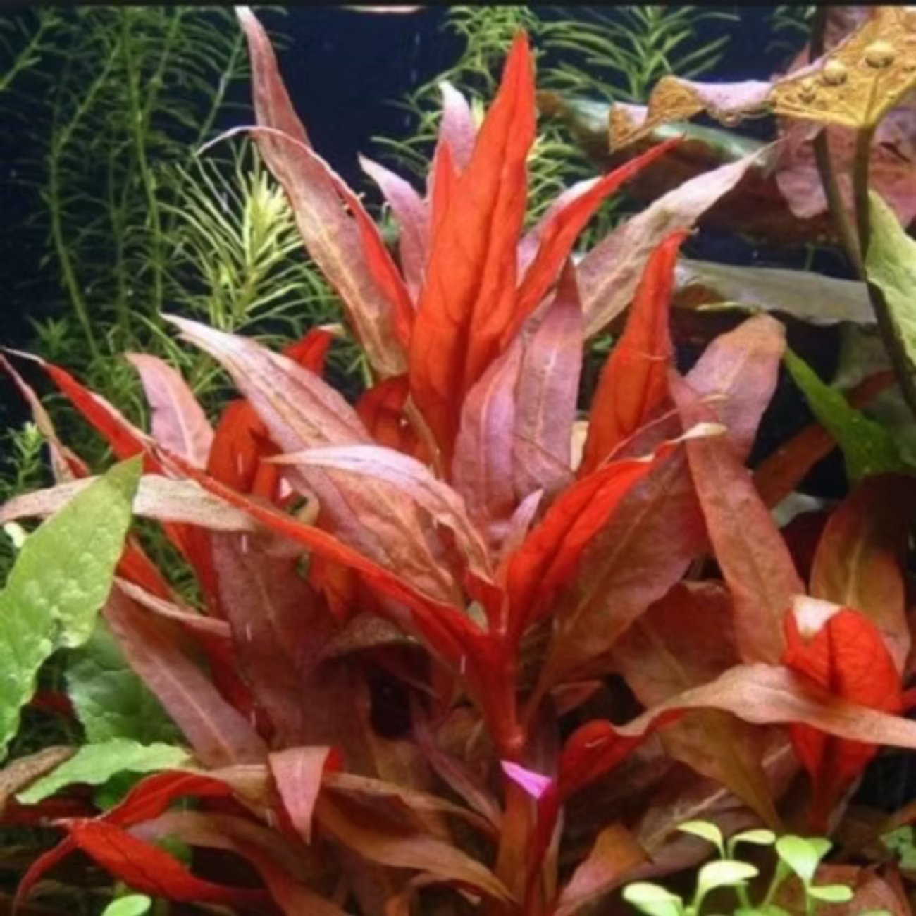 Alternanthera Reineckii var. Rosaefolia