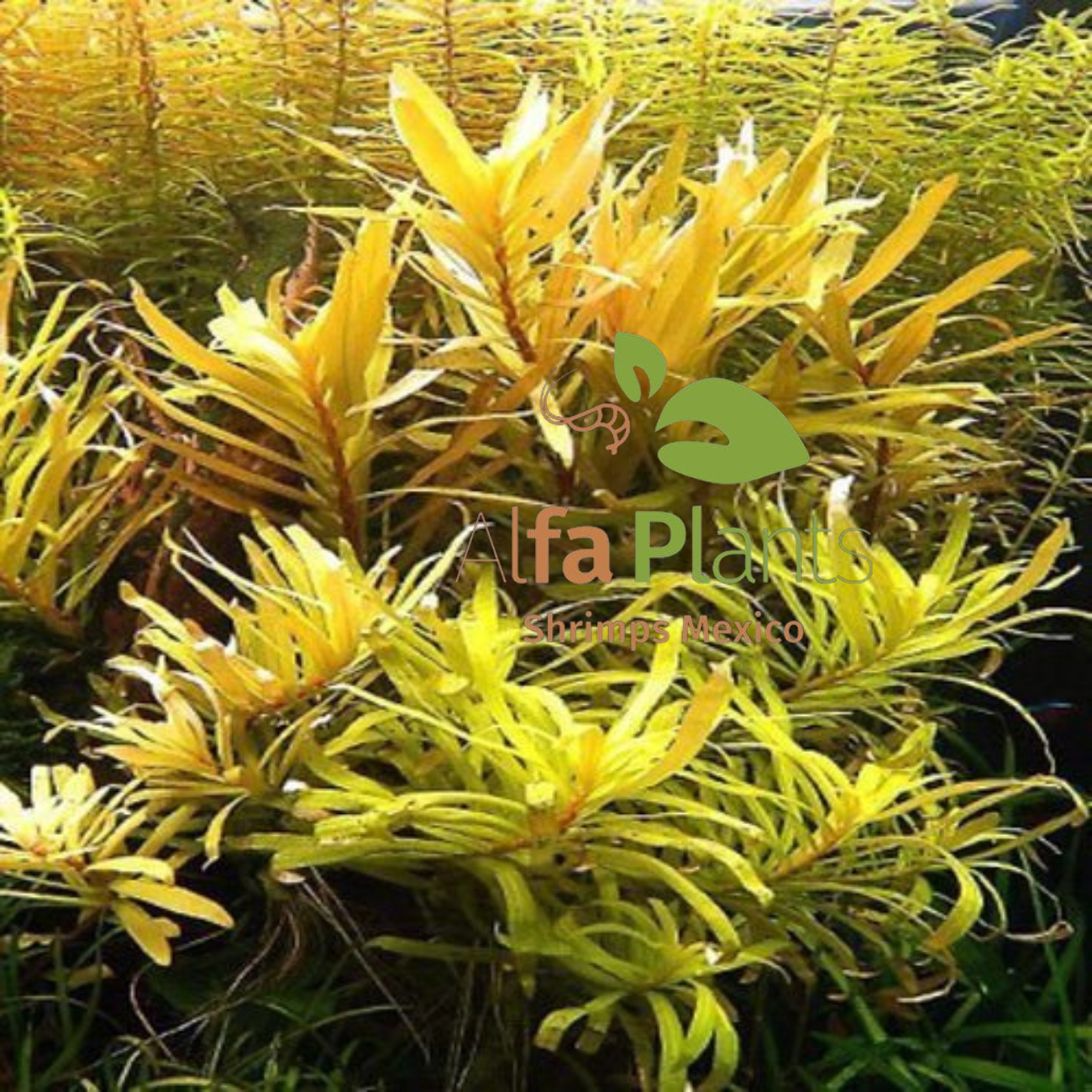 Ammania Praetermissa var. Yellow