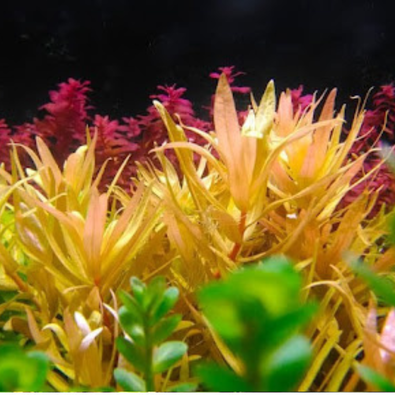 Ammania Praetermissa var. Yellow