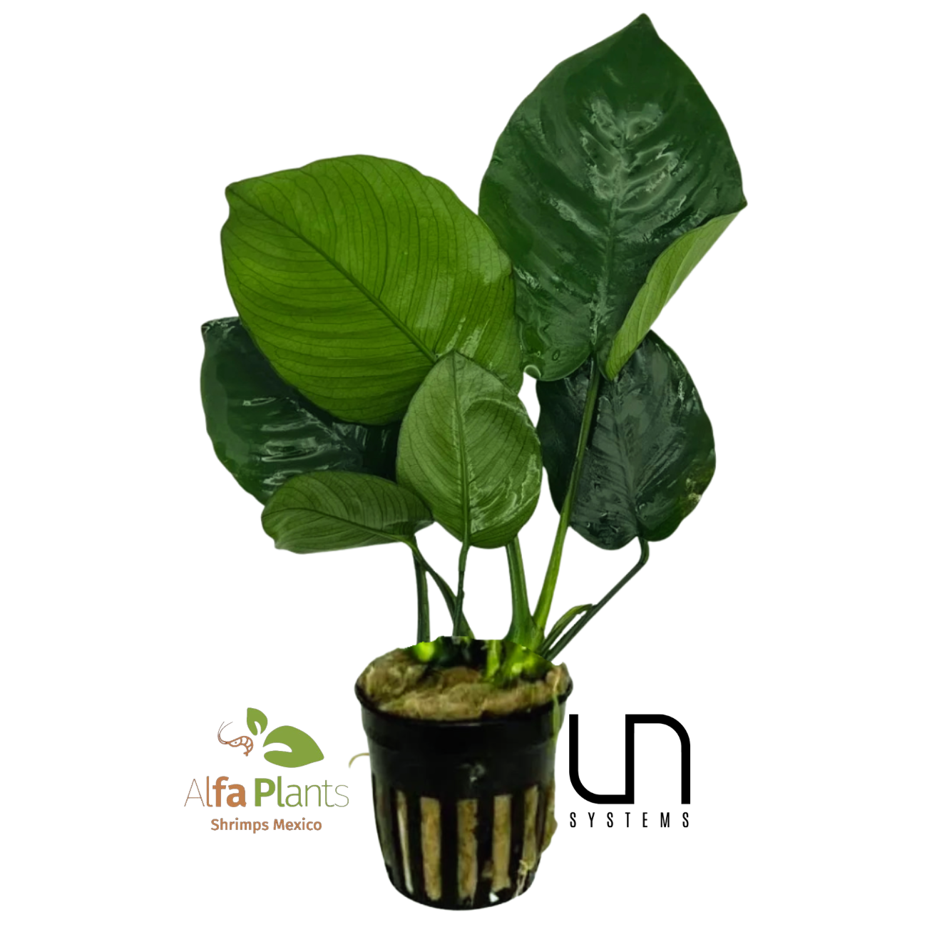 Anubias Barteri sp. Broad Leaf