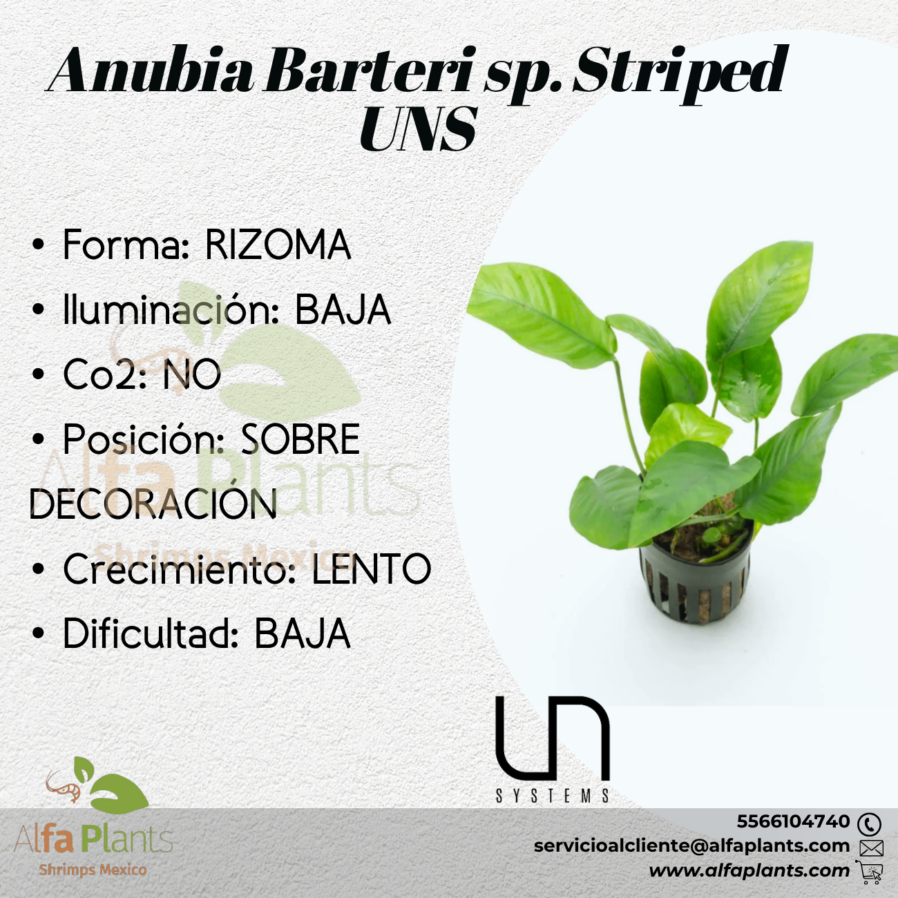 Anubias Barteri sp. Striped