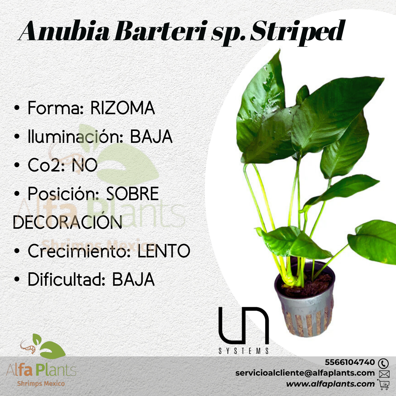 Anubias Barteri sp. Striped