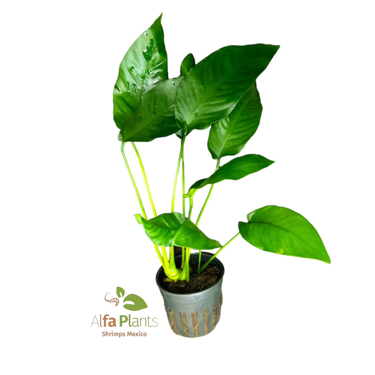 Anubias Barteri sp. Striped